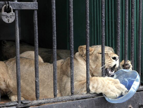 African lioness Tasia brought to Leningrad Zoo