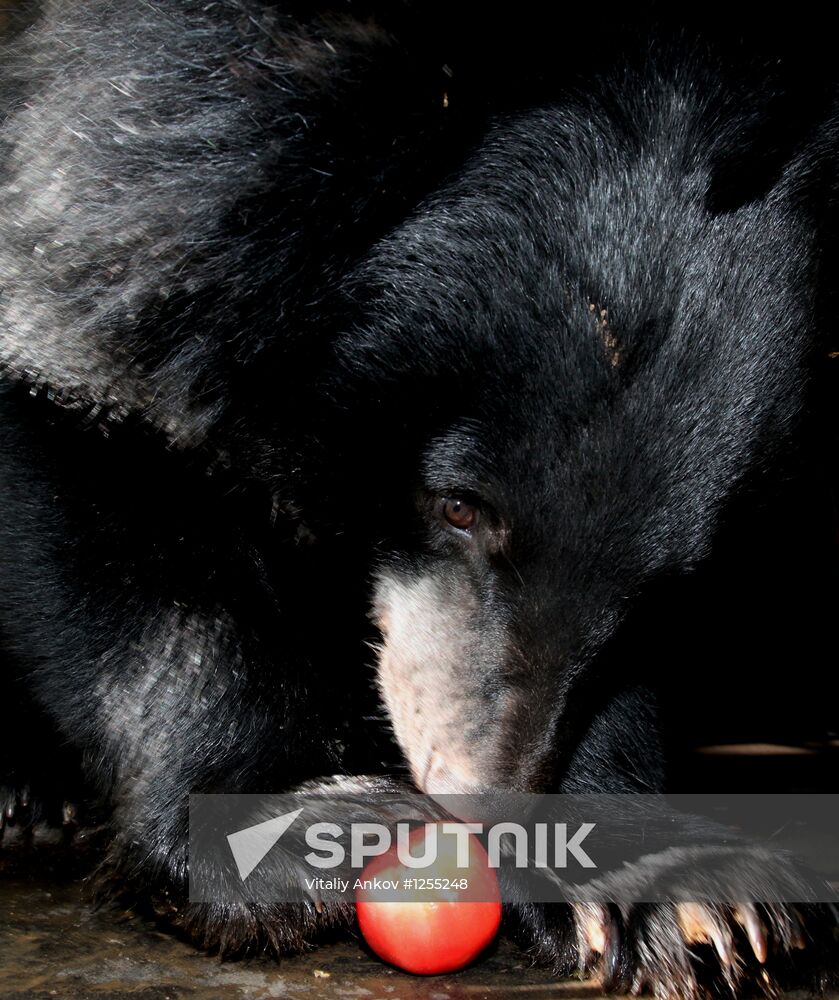 Married couple keeps 10 Asian black bears in Primorye Territory
