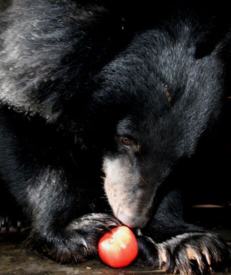 Married couple keeps 10 Asian black bears in Primorye Territory