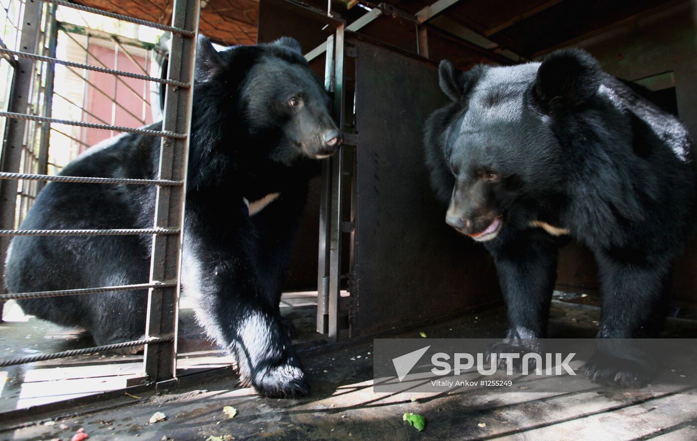 Married couple keeps 10 Asian black bears in Primorye Territory