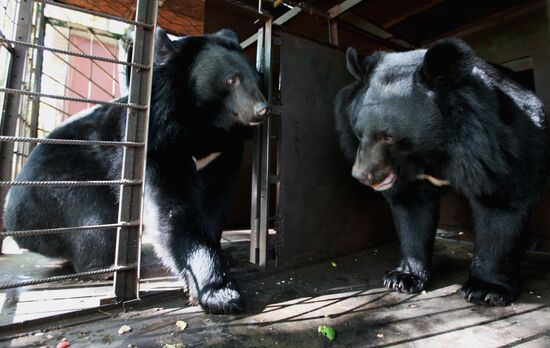 Married couple keeps 10 Asian black bears in Primorye Territory