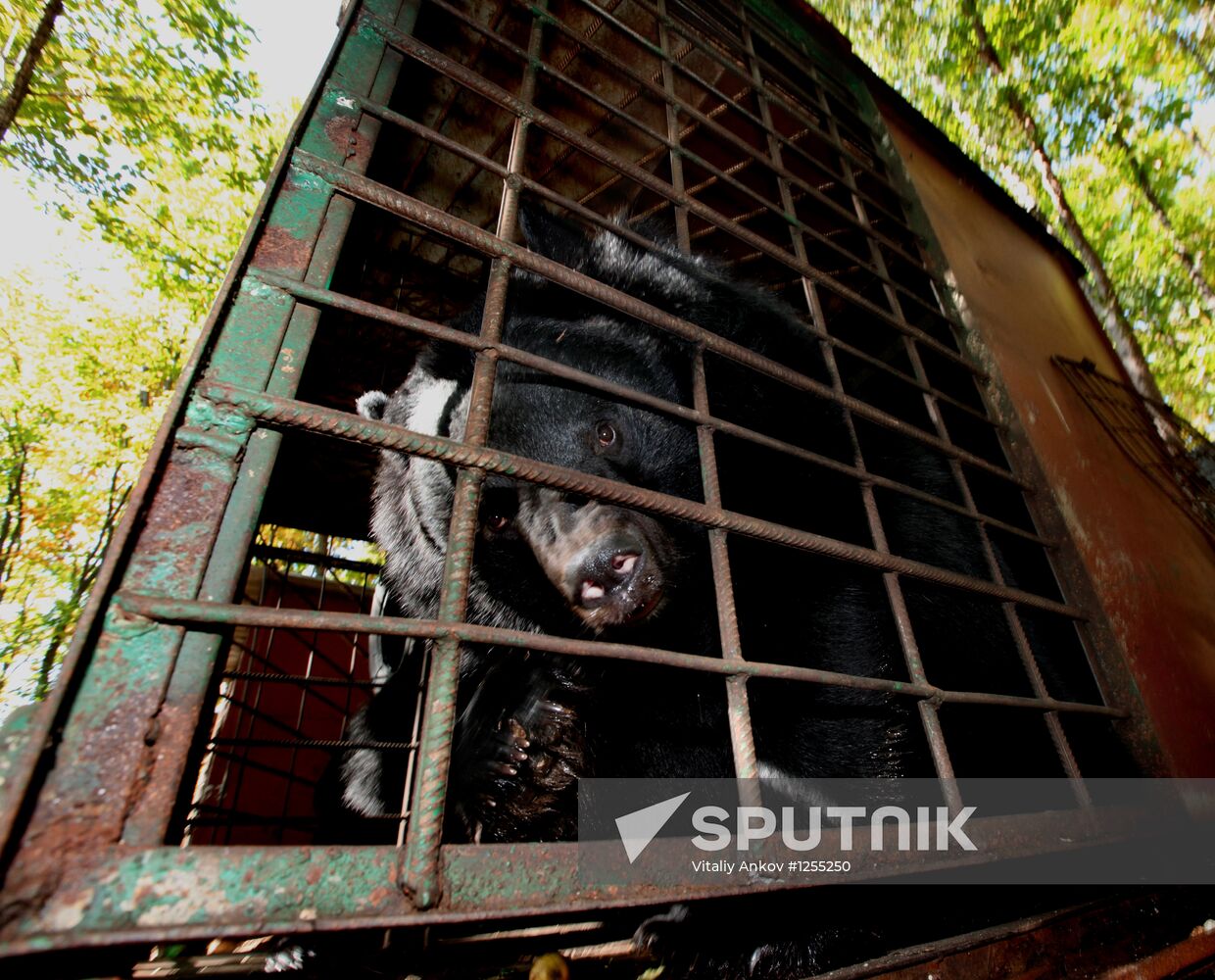 Married couple keeps 10 Asian black bears in Primorye Territory