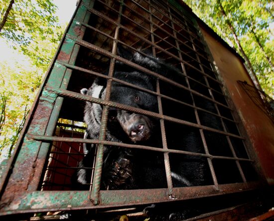 Married couple keeps 10 Asian black bears in Primorye Territory