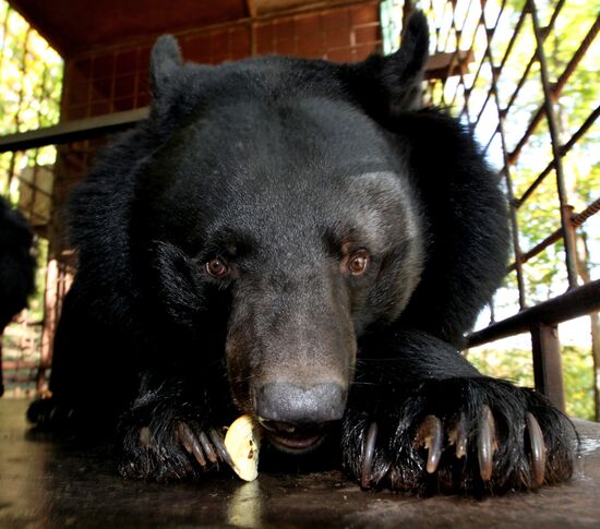 Married couple keeps 10 Asian black bears in Primorye Territory