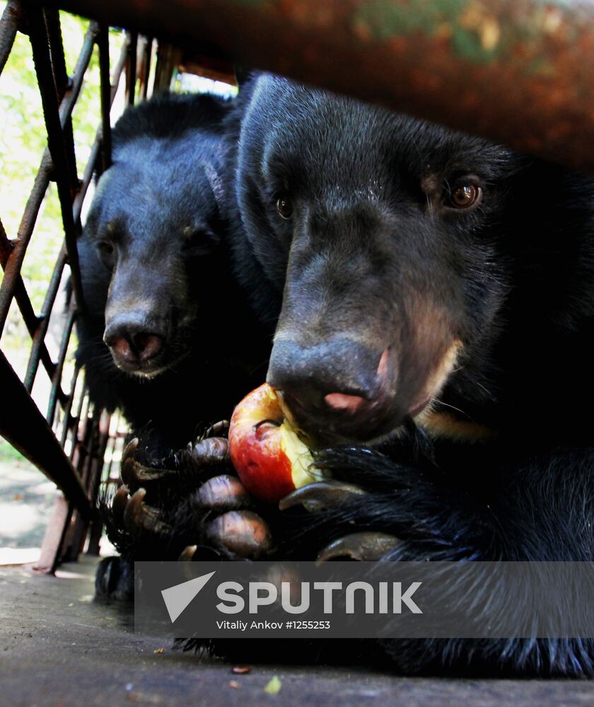 Married couple keeps 10 Asian black bears in Primorye Territory