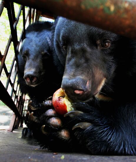 Married couple keeps 10 Asian black bears in Primorye Territory