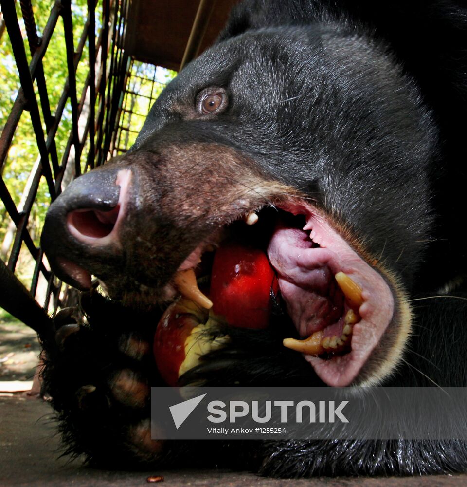 Married couple keeps 10 Asian black bears in Primorye Territory
