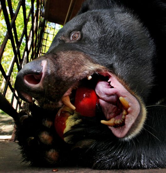 Married couple keeps 10 Asian black bears in Primorye Territory