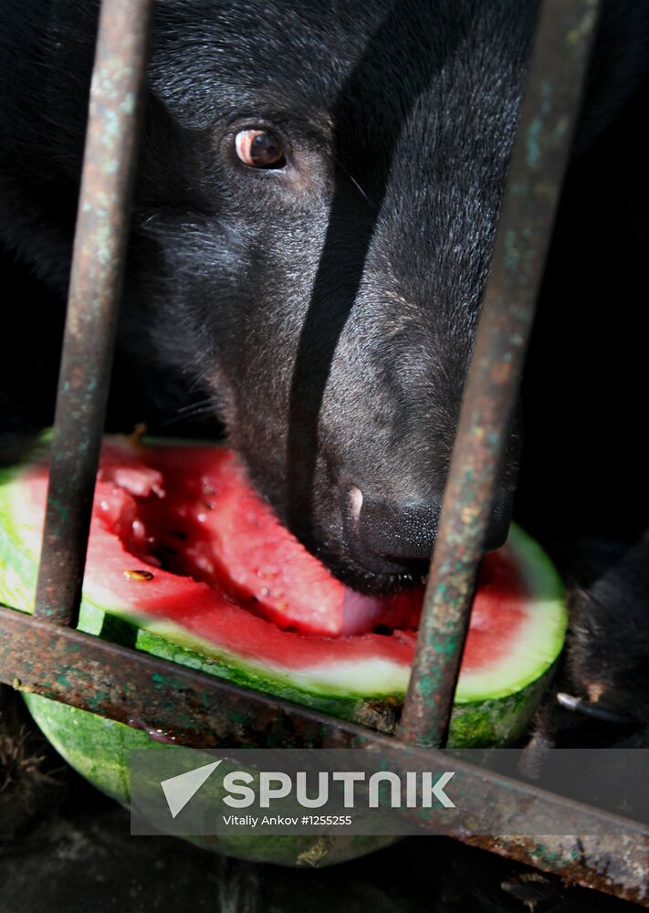 Married couple keeps 10 Asian black bears in Primorye Territory