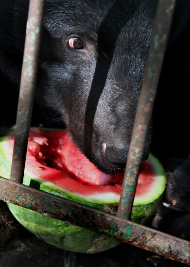 Married couple keeps 10 Asian black bears in Primorye Territory