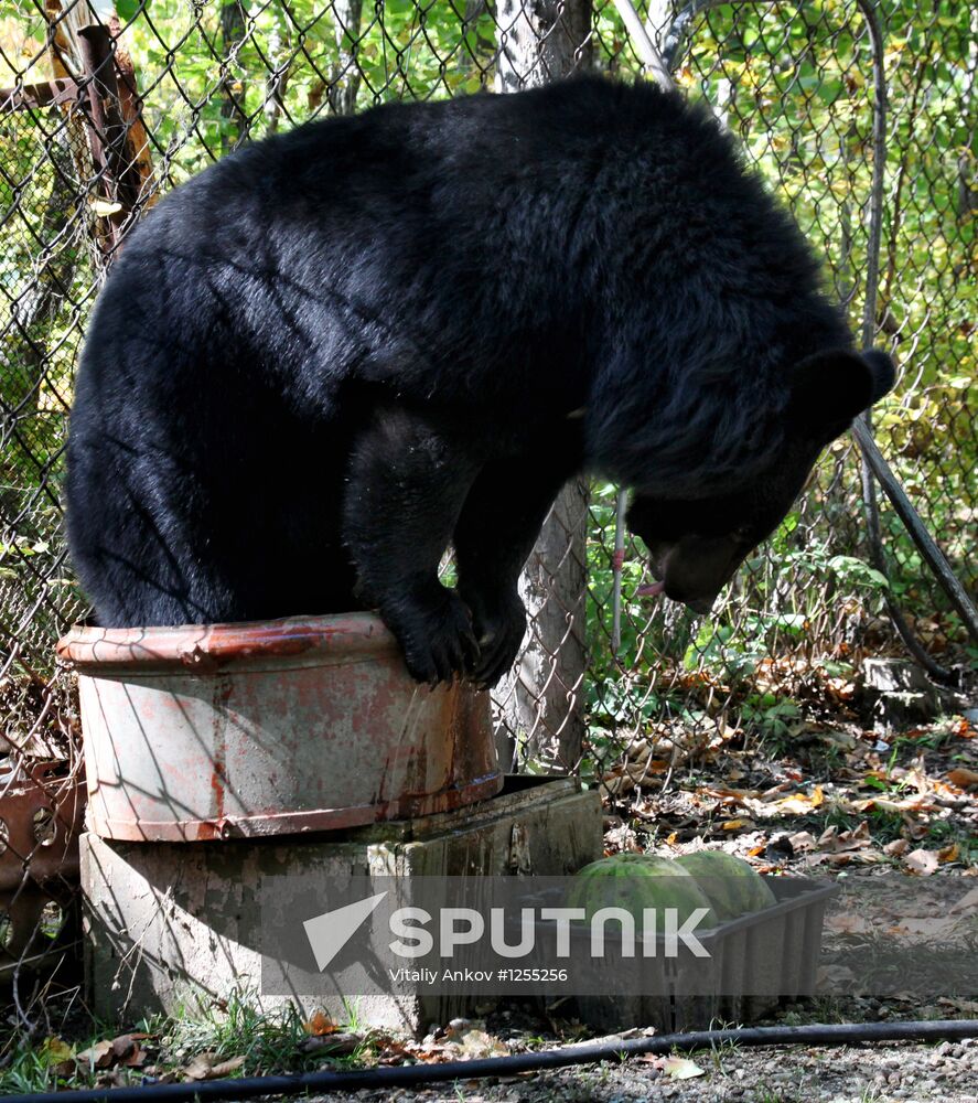 Married couple keeps 10 Asian black bears in Primorye Territory