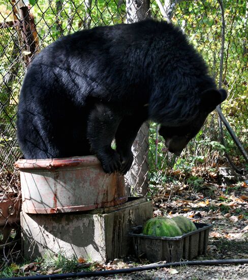 Married couple keeps 10 Asian black bears in Primorye Territory