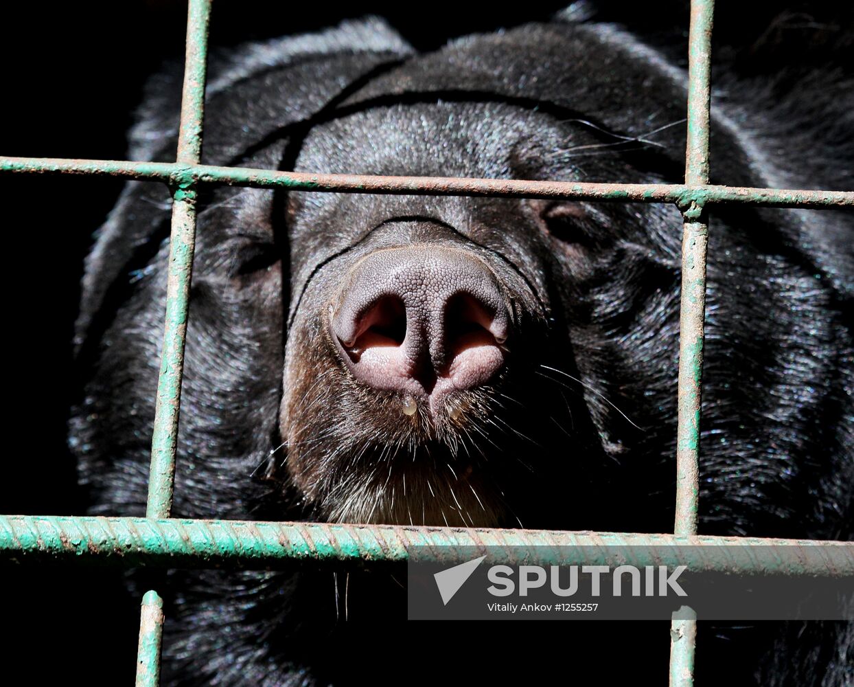 Married couple keeps 10 Asian black bears in Primorye Territory
