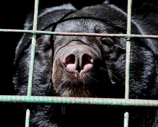 Married couple keeps 10 Asian black bears in Primorye Territory