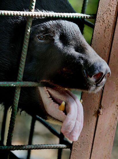 Married couple keeps 10 Asian black bears in Primorye Territory