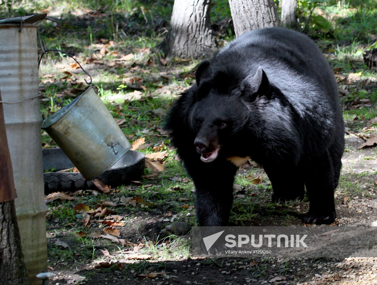 Married couple keeps 10 Asian black bears in Primorye Territory