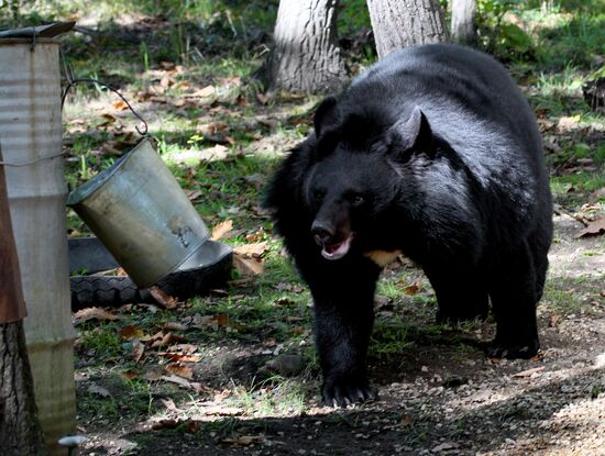 Married couple keeps 10 Asian black bears in Primorye Territory