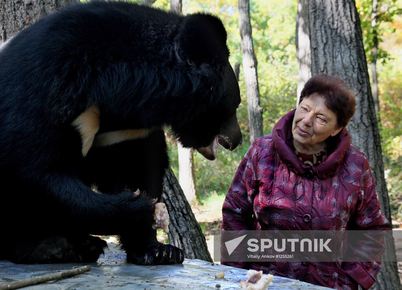 Married couple keep 10 black bears in Primorye Territory