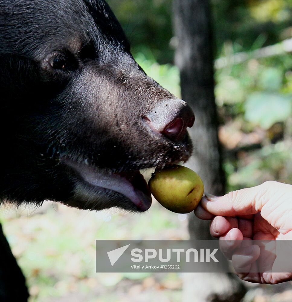 Married couple keep 10 black bears in Primorye Territory