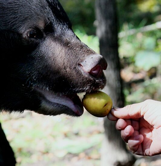 Married couple keep 10 black bears in Primorye Territory