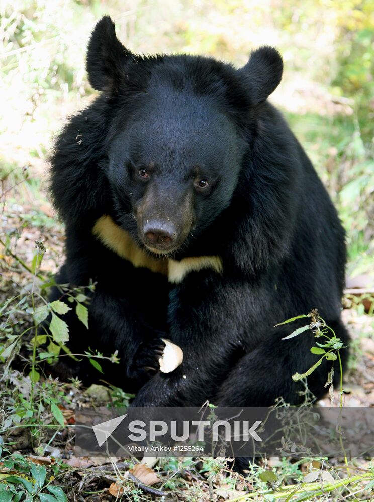 Married couple keep 10 black bears in Primorye Territory