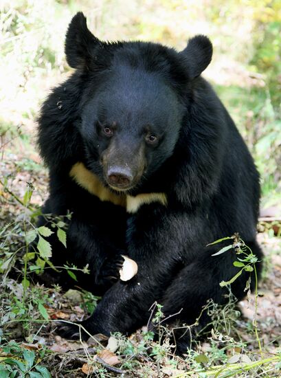 Married couple keep 10 black bears in Primorye Territory