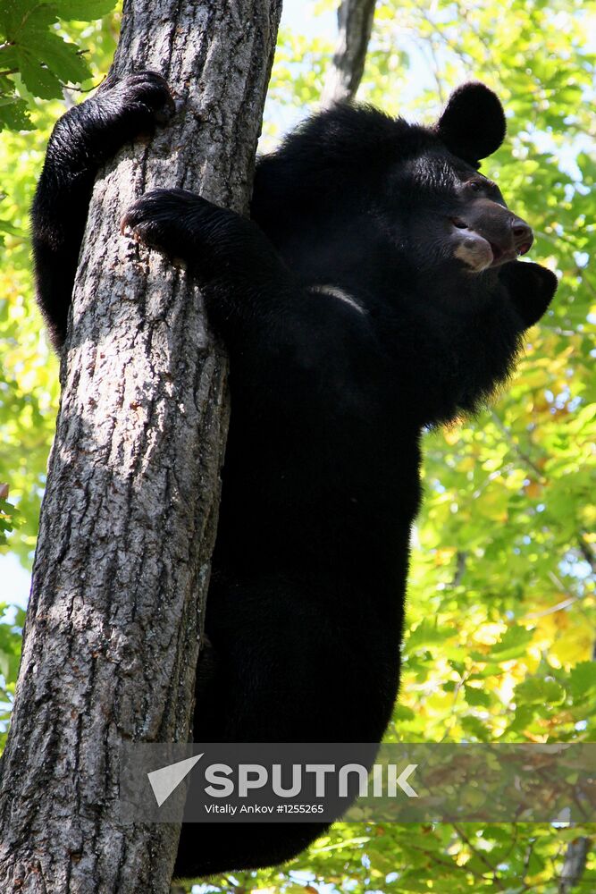 Married couple keep 10 black bears in Primorye Territory