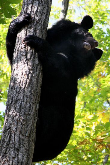 Married couple keep 10 black bears in Primorye Territory