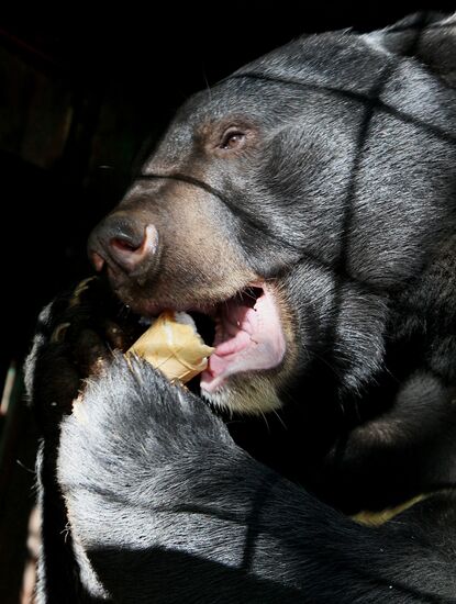 Married couple keep 10 black bears in Primorye Territory