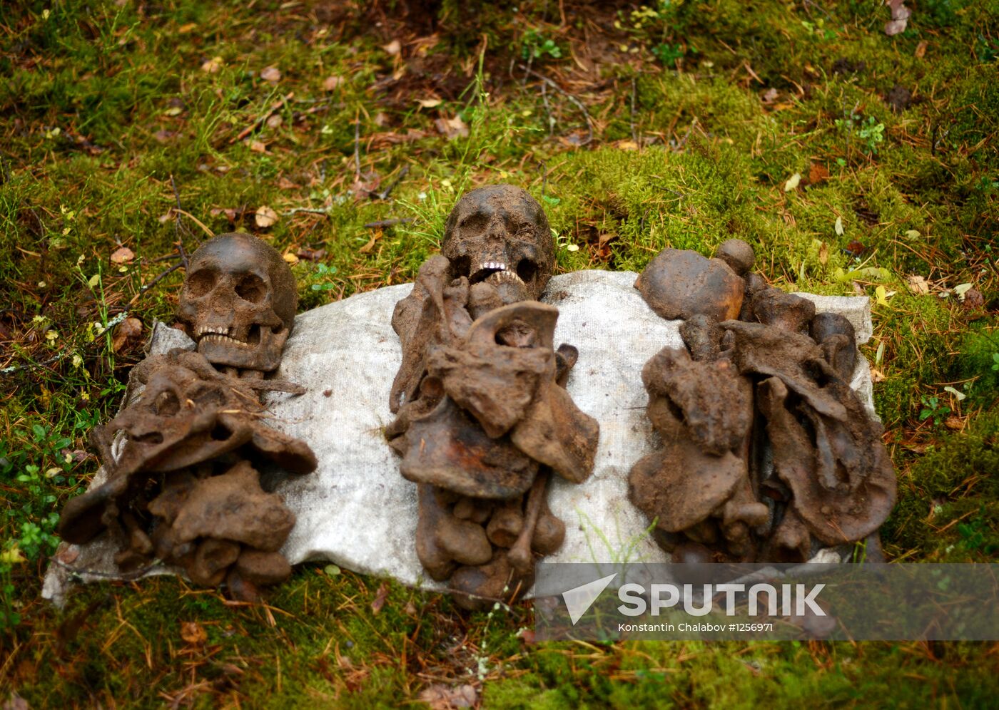 Search team finds Great Patriotic War relics