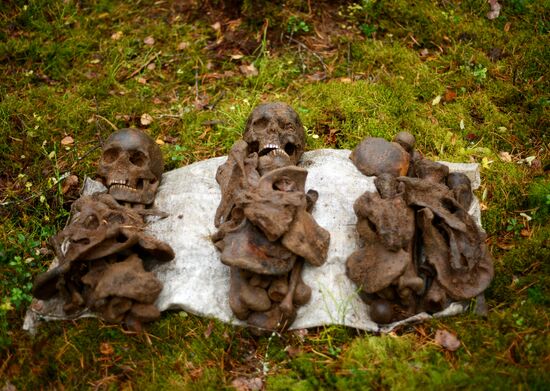 Search team finds Great Patriotic War relics