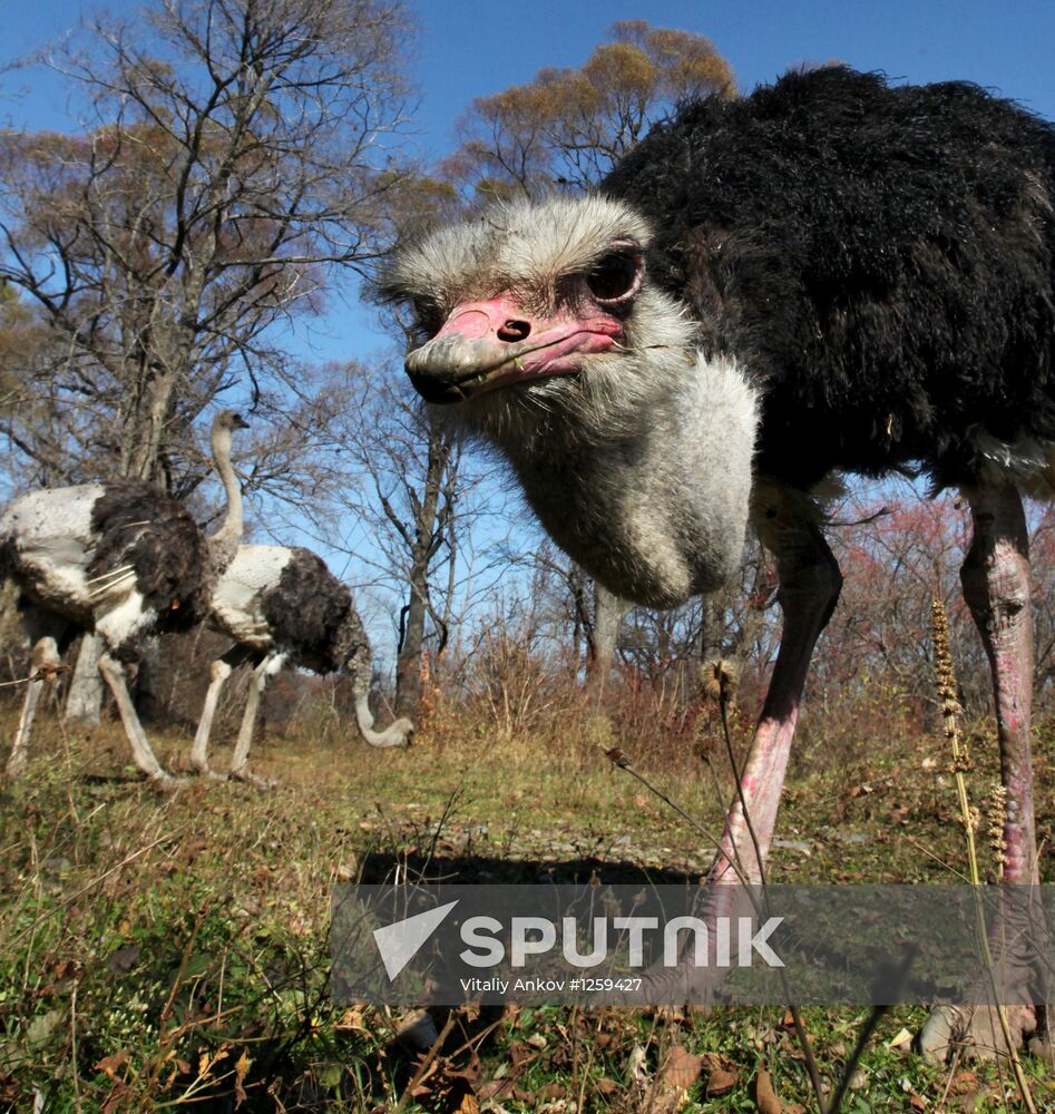 Ostriches