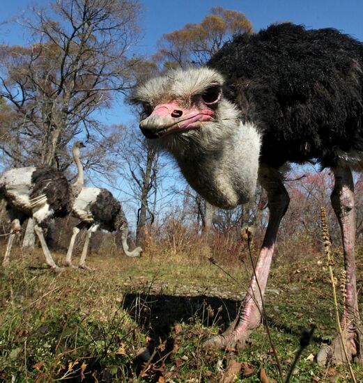 Ostriches