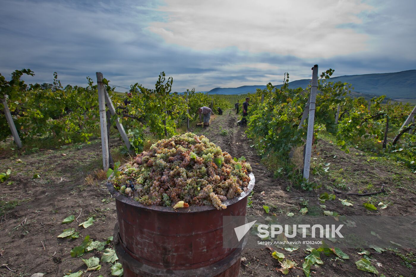 Grapes harvest in Crimea
