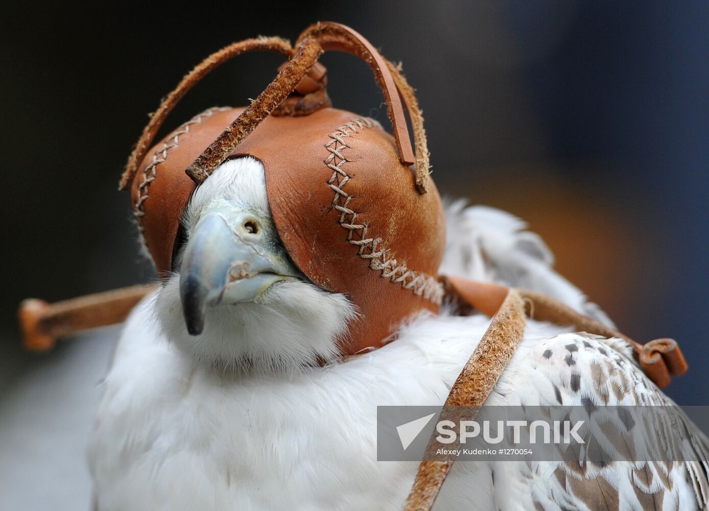 Transfer of falcons to commandant's service in Moscow Kremlin