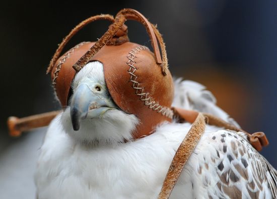 Transfer of falcons to commandant's service in Moscow Kremlin