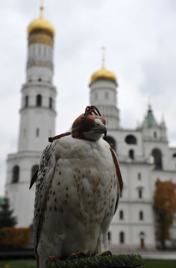 Transfer of falcons to commandant's service in Moscow Kremlin