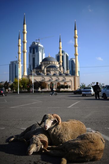 Preparations for celebrating Eid al-Adha in Grozny
