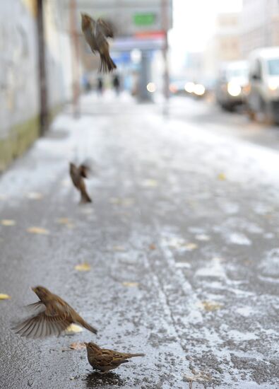 First snow in Moscow