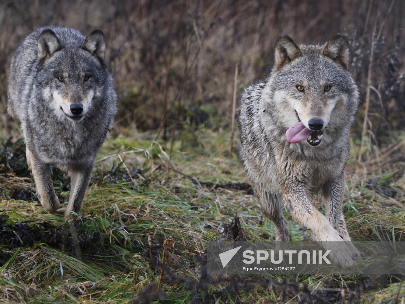 Belarusian ecologist tames wolves