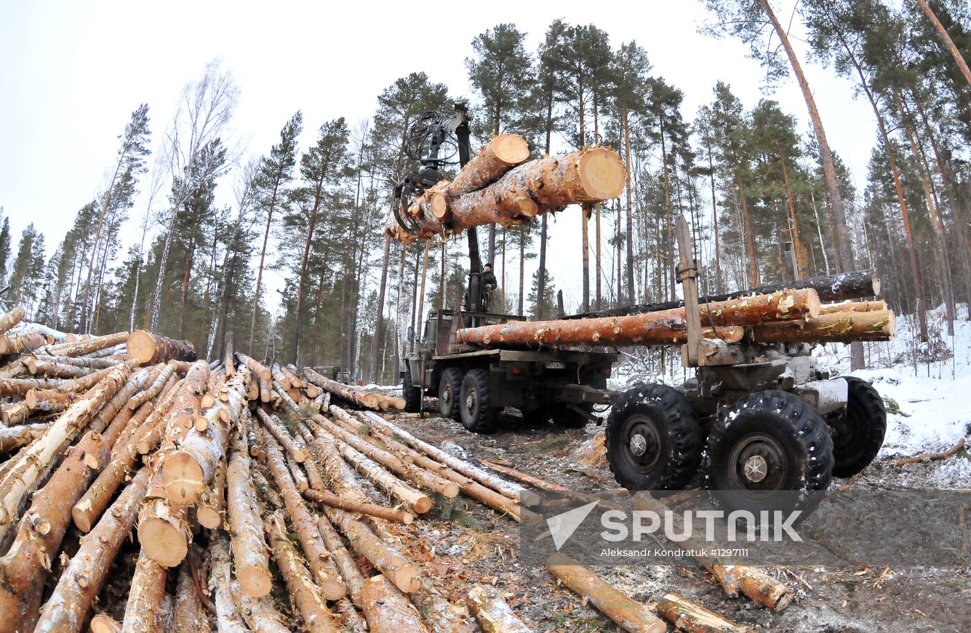 Cutting down trees in Chelyabinsk region