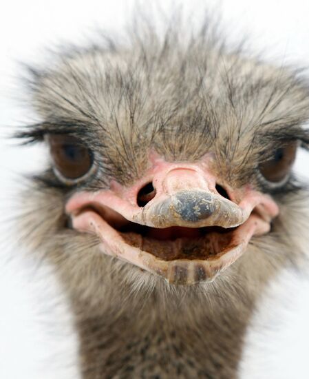 Ostrich farm in Serpukhov District