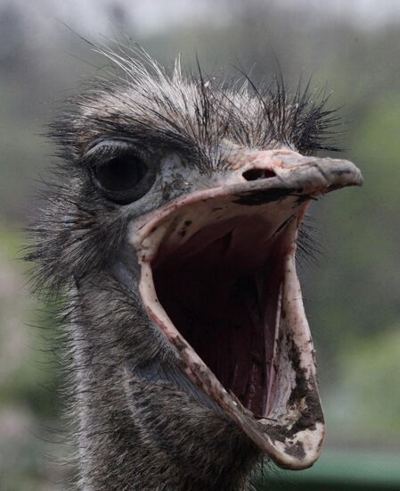 Ostrich