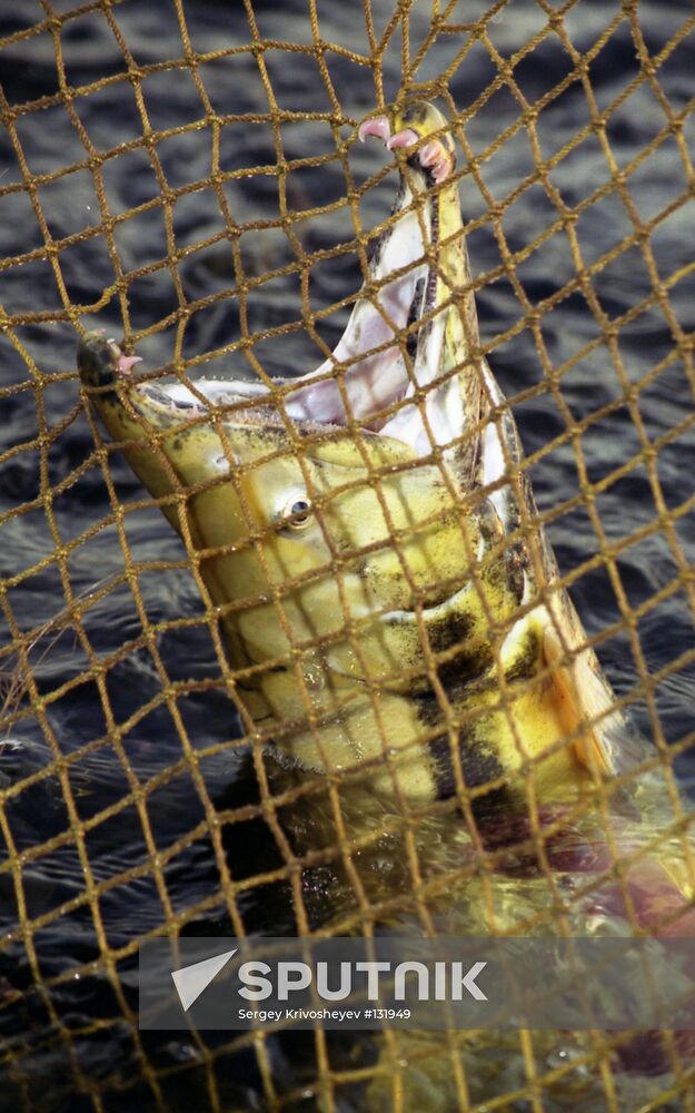 FISHING