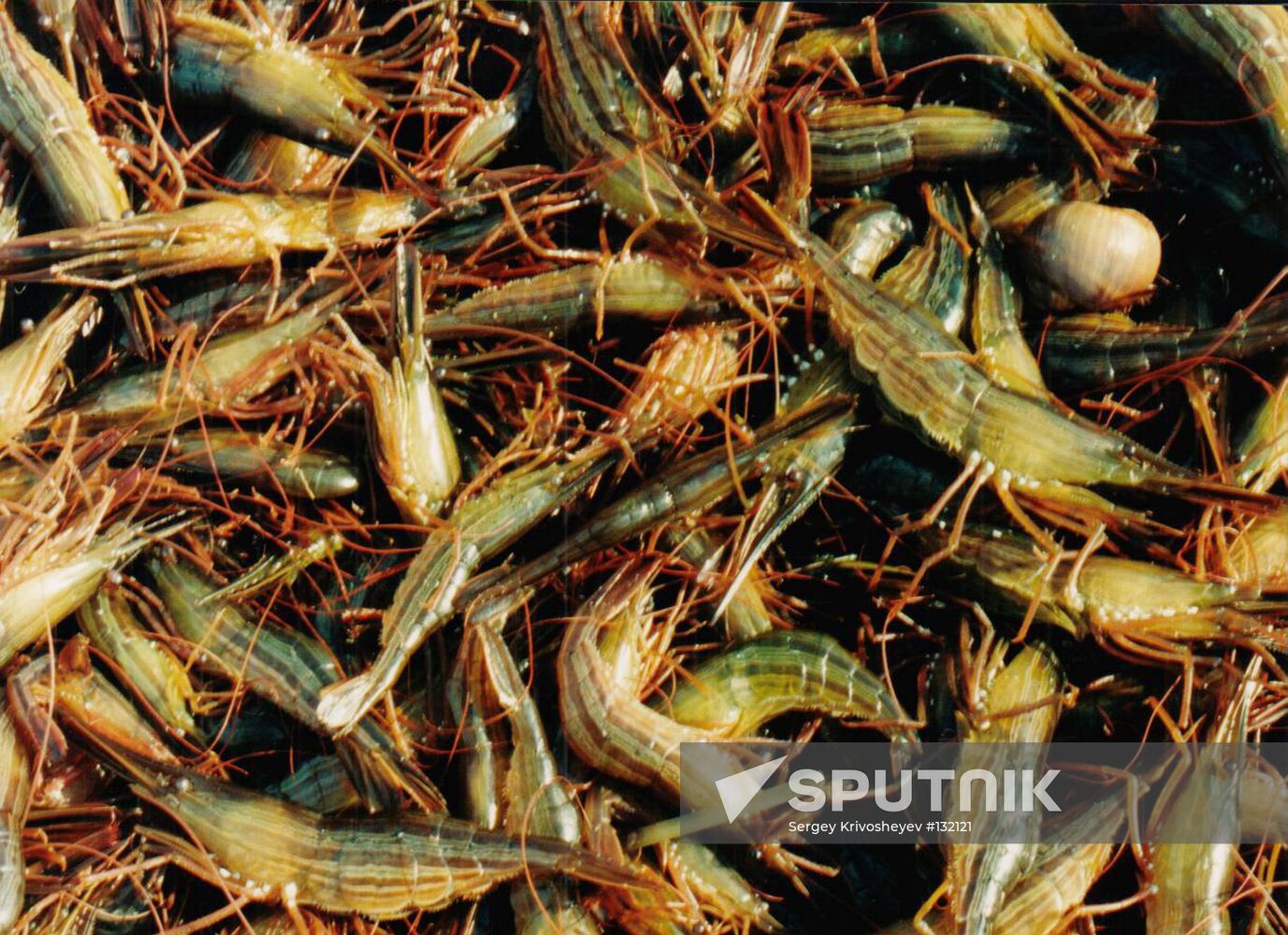 SHRIMPING