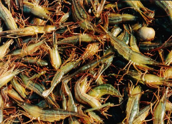 SHRIMPING