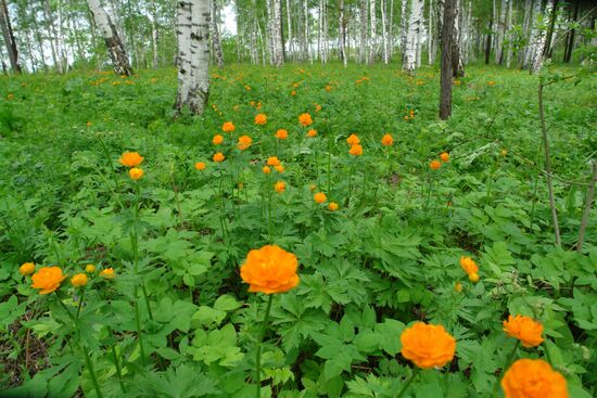 NATURE OF KEMEROVO REGION