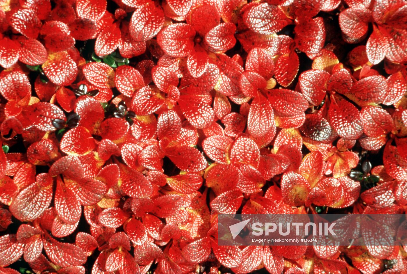 AUTUMN PLANT RED LEAVES