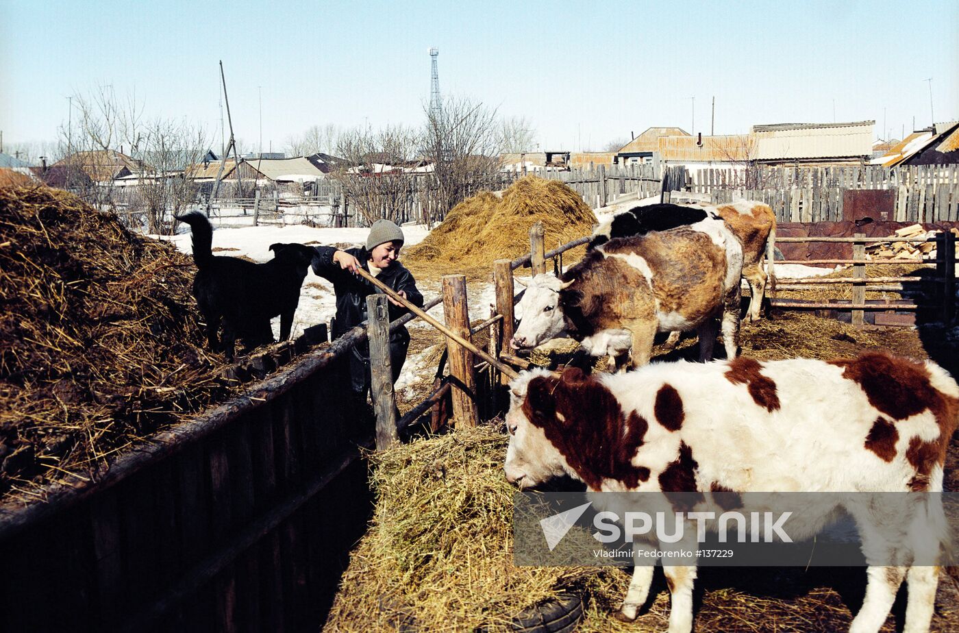 PARIS VILLAGE COWS