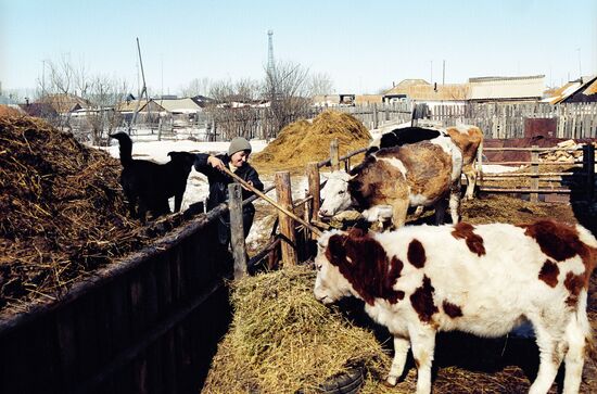 PARIS VILLAGE COWS